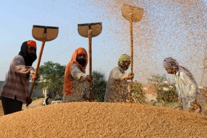 Египет закупил 2,6 млн. тонн пшеницы