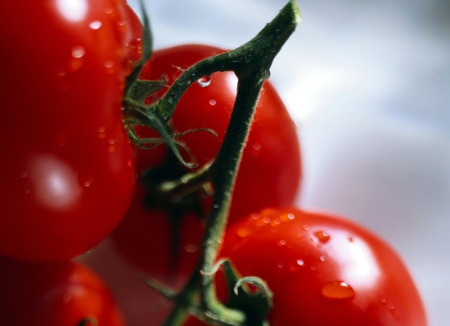 kak-uskorit-sozrevanie-tomatov