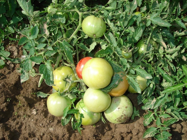 sozrevanie-tomatov