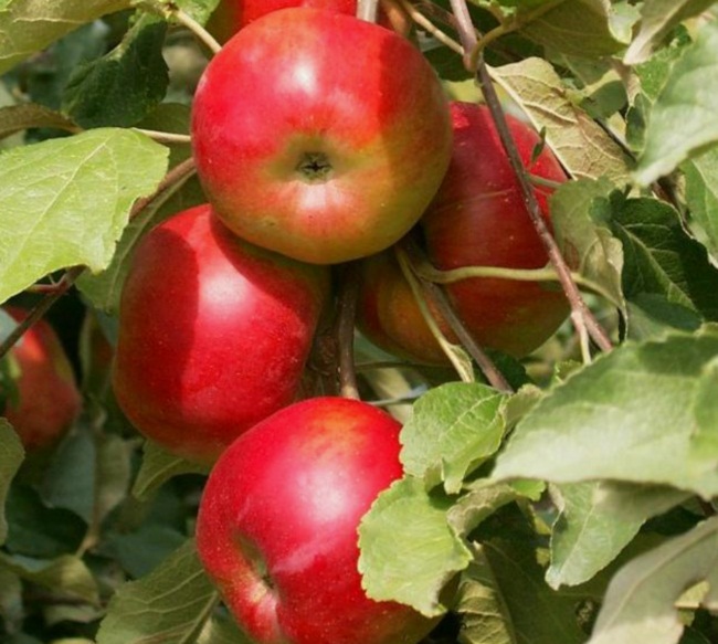 Колоновидная яблоня сорт «Останкино»
