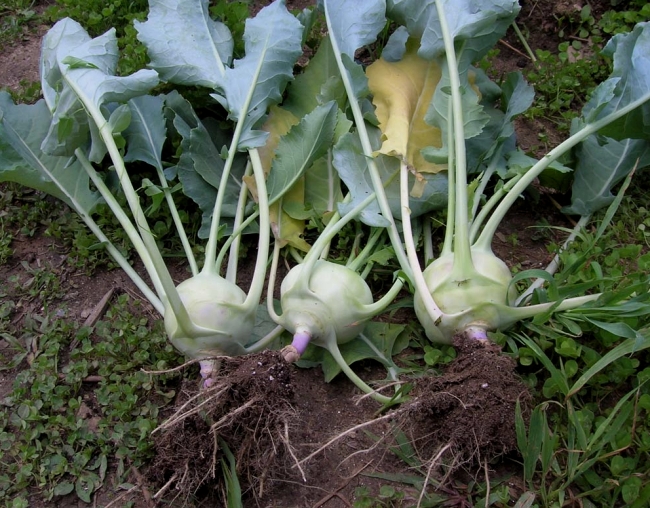 Уборка урожая капусты кольраби