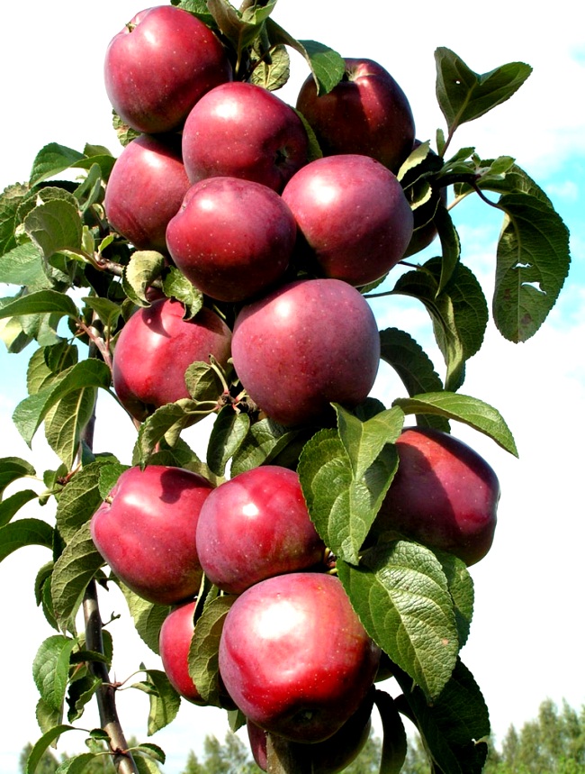 Колоновидная яблоня сорт «Васюган»