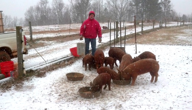 кормление свиней зимой, свиньи зимой, содержание свиней зимой