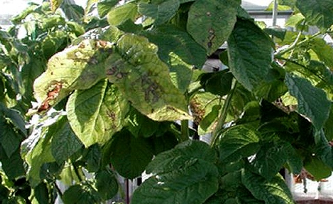 Бурые и коричневые пятна на листьях помидор могут указывать 