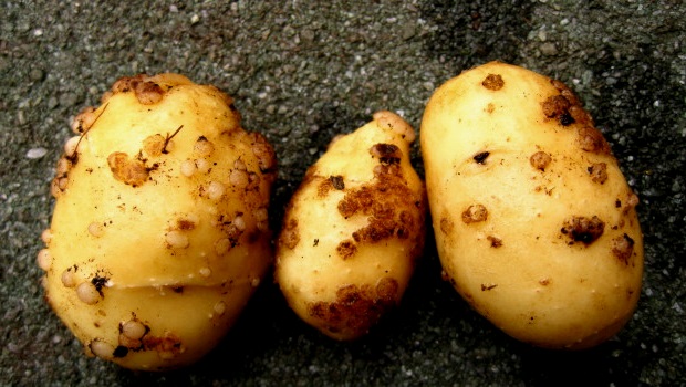 Борная кислота для картофеля