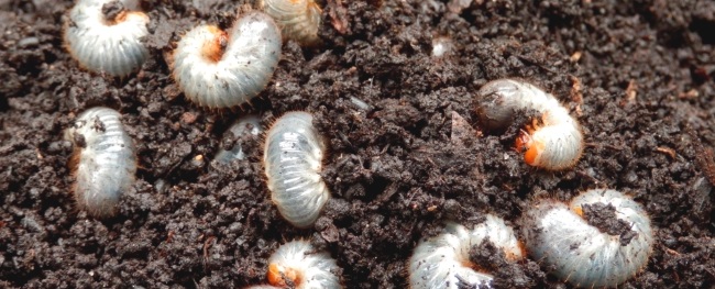 борьба с майским жуком, борьба с хрущом, как избавиться от майского жука, как избавиться от личинок майского жука