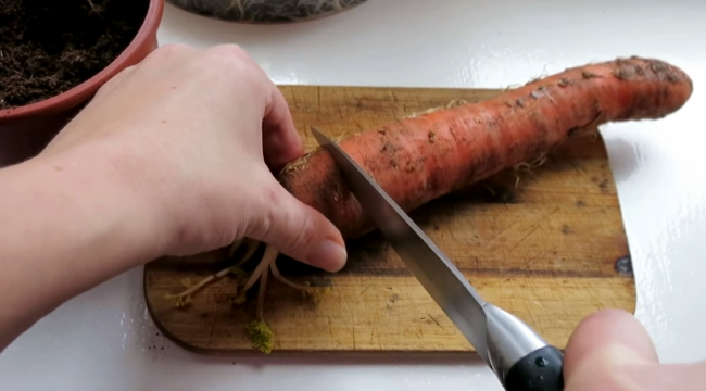 как получить семена моркови в домашних условиях, когда собирать семена моркови, как собрать семена моркови, заготовка семян моркови своими руками