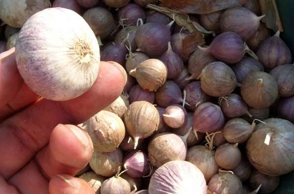 размножение чеснока воздушными луковицами, размножение чеснока бульбочками, выращивание чеснока через бульбочки