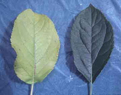 Слева - лист яблоневого дерева при дефиците азота, справа - при сбалансированном питании