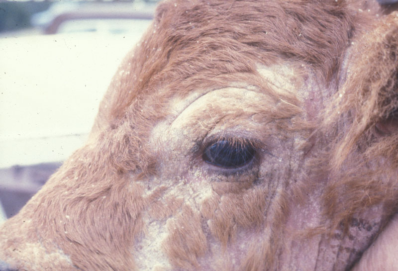 саркоптоз у коров