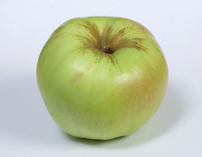 сорта зеленых яблок