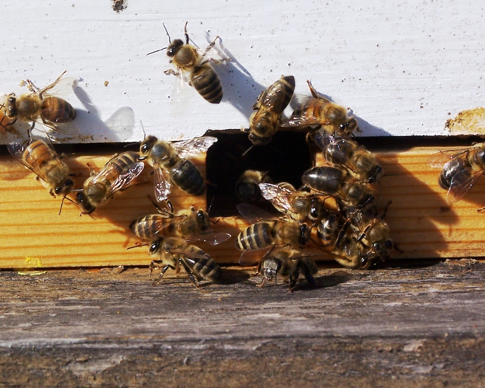 Пчелиный подмор: польза, сбор, применение - Агропромышленный вестник