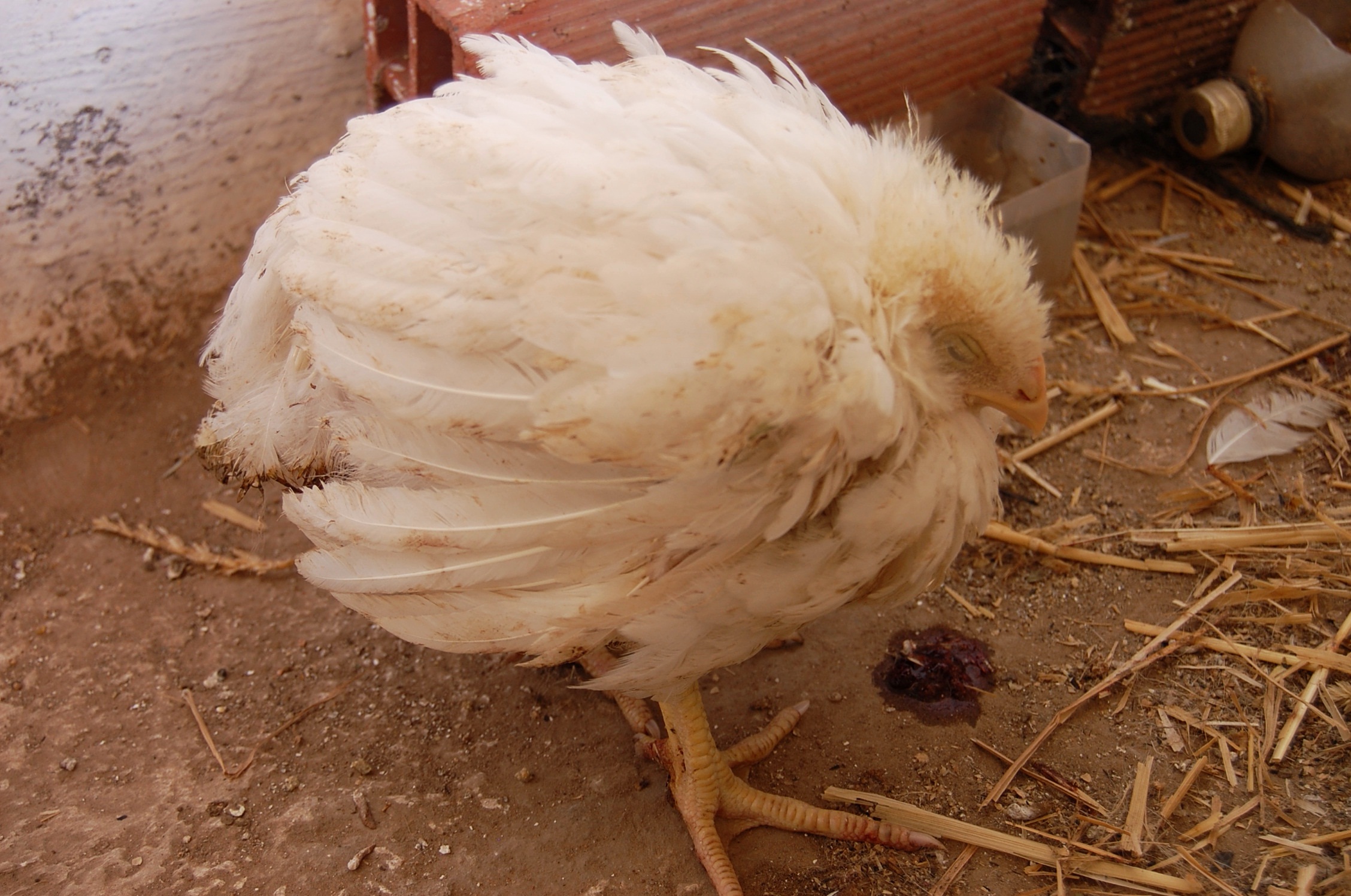 Симптомы и лечение кокцидиоза в домашних условиях у цыплят, бройлеров, кур