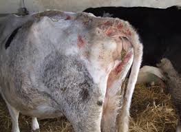 Симптомы и лечение кетоза у коров и КРС- обзор способов и правильное питание
